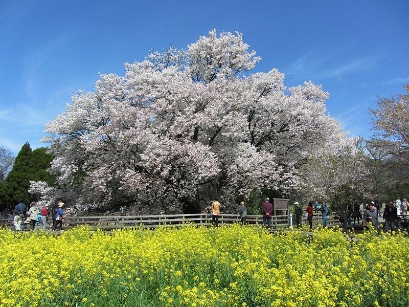 🌸 일심행 공원 (잇신교 코엔) 이미지 1